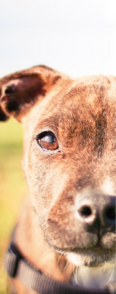 愛犬のペットロスの悲しみをイツモペットダイヤモンドで解消